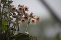 Chinese Wild flower